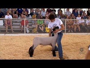 FFA Sheep | Fair 2018