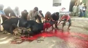 Churi Aesey phertey hain. Khud na pher sakein to qasai ko pherney dein. Janwar ko takleef nahin honi chahiye. | Jinnah Cattle Farm