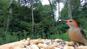 Red-bellied Woodpecker (males have a full red cap), White-breasted Nuthatch | Critter Cam