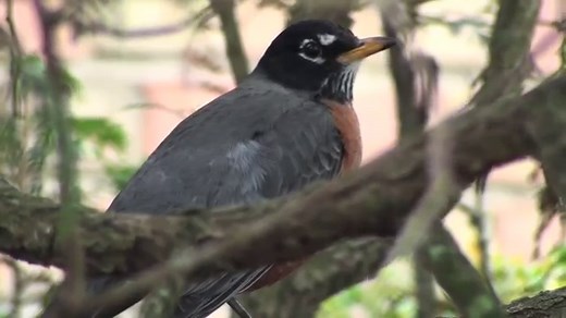 Robin Redbreast