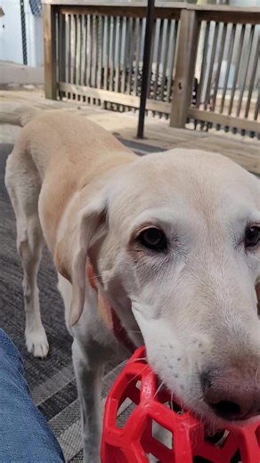 Its 74 degrees! Little Kimmie playing so well! She has her energy back since on her thyroid meds. | Let it be Labs