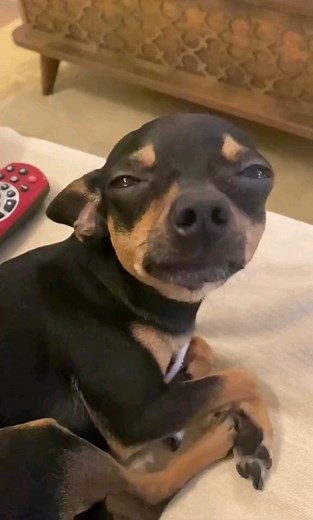 Miniature Pinscher on Instagram: "🤩💜 📷 Source: T.i.k.T.o.k miniaturepinscherlili ( ❗ Important: Contact the owner first to use this photo​​​​​​​​ ⚠️ All rights® are reserved & belong to the photo owners. ​​​​​​​​) 🔹🔹 ☑️ Tag a friend 🛎 Turn Post Notification On * Follow our for more beautiful pictures! 👉Tap link in our bio to order Thank you so much 😍 . . . #zwergpinscherlove😍 #miniaturepinschersofig #minpinstyle #minpinscher #miniaturepinschersofinstagram #minpininstagram #minpinoftheda