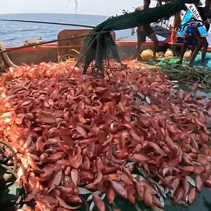 8.5M views · 124K reactions | Trawl Fishing in Trawl Net boat | Net Fishing in The Sea | Kadal #fishing #NetFishing #crab #videos | KADAL | Facebook