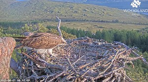 🐟 Dorcha delicately feeds the recently hatched osprey chick with some leftover fish. 👉 Tune in and watch the #OspreyCam, broadcasting live from #LochArkaig: https://bit.ly/3M23Kft Thanks to the players of People's Postcode Lottery for their support. | The Woodland Trust