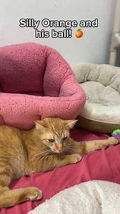 Orange (leukemia-positive) has loved playing with these puff balls since he was a kitten! Isn't he just so silly? | Blind Cat Rescue and Sanctuary, Inc.