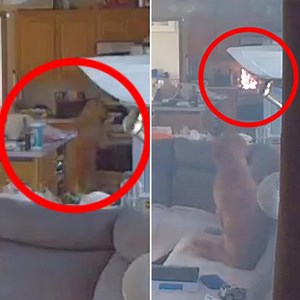 104K views · 338 reactions | Whoops! Home CCTV video shows the moment a dog starts a fire after reaching for a pancake atop a stove in Massachusetts. | The Telegraph | Facebook