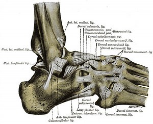 Anterior tibiofibular ligament - Alchetron, the free social encyclopedia