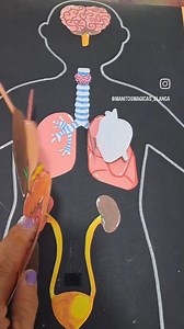 21K views · 200 reactions | Algunos sistemas del cuerpo humano | Manitos Magicas | Facebook