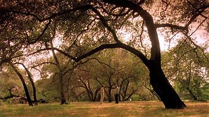 Nesta sexta-feira, embarque em uma história que vai tocar sua alma e fortalecer seus laços familiares. 💙 No canal da Graça Filmes, lançaremos UMA CARTA AO PAI, uma obra emocionante sobre amor, perdão e reconciliação. 🙏 Dan Donahue nunca imaginou que um simples gesto — escrever uma carta — pudesse transformar sua vida e curar feridas antigas. ✉️ Neste Dia dos Pais, deixe-se envolver por essa poderosa mensagem e celebre a força dos relacionamentos que nos moldam. 👨‍👦 🎬 Não perca a chance de a