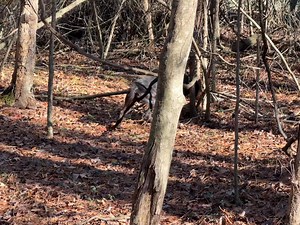 2.7K views · 32 reactions | Clyde II v.den Briarwoods ….. this is nothing more than a video of a puppy showing off innate use of nose, quality of nose, tracking and pointing | Briarwoods GunDogs | Facebook
