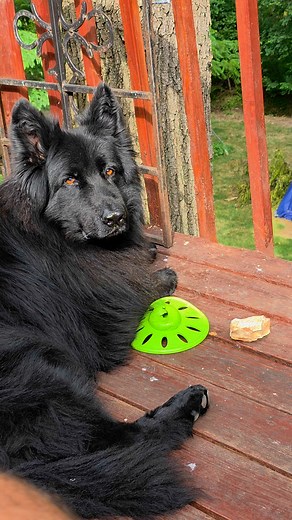 #czeckgsd #workingdogs #QueenTori | Daniel Weskamp