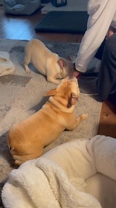 1.8K views · 369 reactions | ⚠️⚠️⚠️⚠️⚠️⚠️⚠️⚠️⚠️⚠️⚠️⚠️⚠️⚠️⚠️⚠️⚠️ Happy Fridaytimes Pawdners!李鸞 I pawsatively LUB playin fingerparts, yup鸞 | The Doolin and Dalton Gang | Facebook