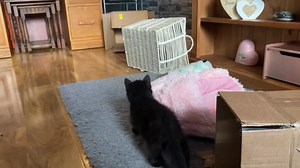 Who needs TV? For updates only. Please - No rehoming enquiries just yet. | Rspca Wirral