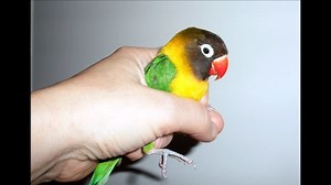 I believe this was my first domesticated bird rescue. It was 2009 and I was in the middle of moving when this beautiful, Black-masked Love Bird flew right into my arms... while I was taking out some trash. The timing was terrible but I figured out a safe place to keep him while I tried to locate his family. | "Save the Leadwell Kitties" | Facebook