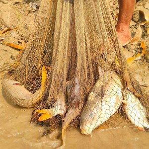 Cast Net Fishing | Traditional Net Fishing In village Pond | Fishing Buzz | Facebook