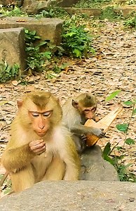 2.5K views · 79 reactions | Monkey Free on Reels | Facebook