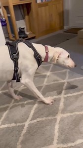 Staffie and Stray Rescue on Reels