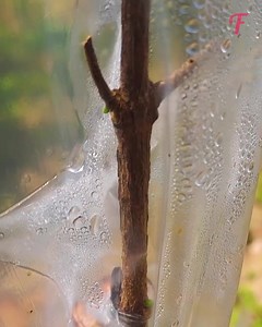 26K views | How to easily turn cuttings into thriving plants. | Fabiosa Hearty | Facebook