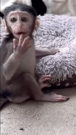 Poor Baby Monkey Juci Froze After Dropping His Food! 🥺🐒