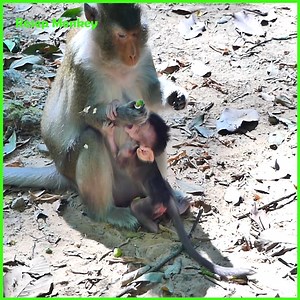 1.9K views · 54 reactions | Million cry on ground!! Poor newborn extremely terrified by mom block hand rejected milk!! | RESEP Monkey | Facebook