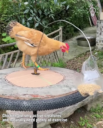 Genius idea to make your chicken exercise! 🐔 | 𝙑𝙔 𝘿𝙄𝙊𝙍 - 𝙑𝙄𝙋 𝟵𝟵𝟵𝟵