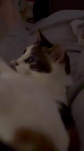 Peanuts going to rehab | Gambo