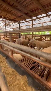 2.2K views · 25 reactions | Peternakan domba Ternak Agro Mandiri Kediri TERNAK AGRO MANDIRI HP : 081230129978 INFO LEBIH LANJUT BISA LANGSUNG MENGHUBUNGI WA.me/6281230129978 #ternakdomba | Sahabat Sapi | Facebook