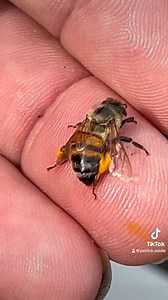 When fishing, who don't like to save the bees? #fishing #bees #wildlife #saveabee #sebile | Patrick Sebile's A Band Of Anglers | Facebook