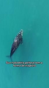 Olha quem pode dar as caras por Arraial do Cabo nessa temporada de baleias: a incrível baleia-franco-austral! Com até 17 metros de comprimento e mais de 60 toneladas, ela é dona de uma beleza única e se destaca pelas calosidades branquinhas na cabeça que parecem feitas à mão. Diferente de outras espécies, essa gigante tranquila costuma nadar devagar pertinho da superfície… e às vezes ainda dá aquele showzinho com a cauda no ar! Já sabe, né? Fique de olho no mar… tem espetáculo vindo aí! | Prefei