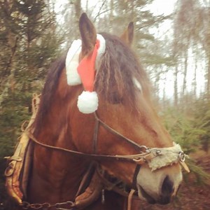 6.9K views · 507 reactions | Its december so we decided to get some christmas decor up in the stables  brave Traktor went out into the forest, even when he knew danger (deer) lured around every corner  they have really been close to the fence lately :D are you decoration your stables too? (And/or horses :p) | The Nightingales | Facebook
