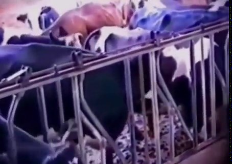 A cows intelligence