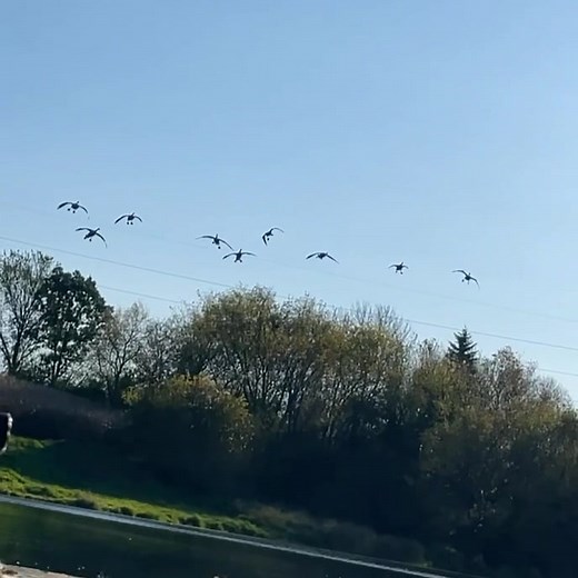 140PatrolWaterfowlYT on TikTok