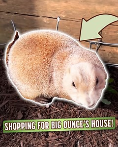 3.3K views · 330 reactions | How to Catch an Armadillo | The Urban Rescue Ranch | Facebook