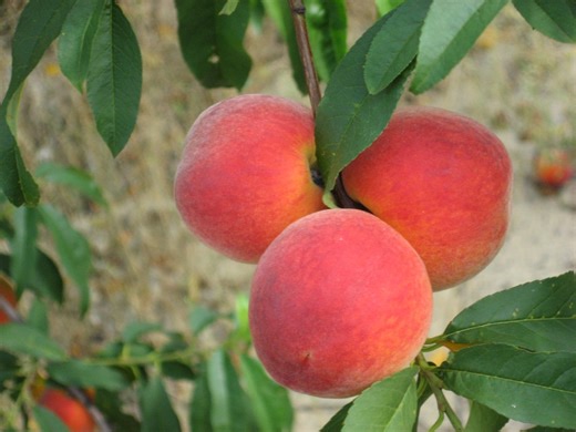Plant Doctor: Blessing of recent winter freeze is fewer peach tree pests