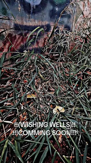 Wishing Wells: A Source of Motivation and Self-Love