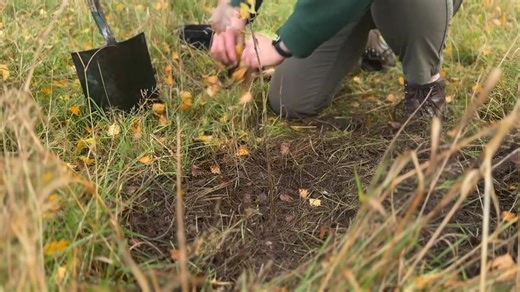 The Staffordshire Sustainability Board is hosting free tree giveaway events this autumn and winter to encourage #Staffordshire residents to plant trees at home to protect the environment and enhance nature 🌳 The trees will be around 30-60cm long, so easy to fit in your car and take home! The trees will be a mix of oak, hawthorn, rowan, silver birch, crab apple, hazel and whitebeam and will be available at the following locations from 10am - 2pm: • South Staffordshire – 27 October, Baggeridge Co