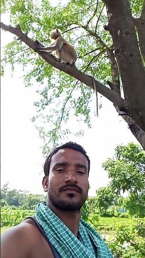 🌿🐵बंदर के साथ एक छोटा वीडियो 🙉🌿