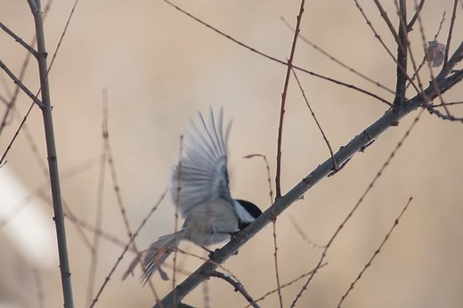 @merlin.bird.id app is free to download and has this really cool feature which allows you to identify birds around you immediately with the tap of the microphone button. 🎤🦜For #sustainableswapsunday break up your indoor screen time with some time spent outdoors. Studies consistently show nature connectedness being linked to improved well-being for both adults and children. 💚..#nature #birding #outdoors #wellbeing #canada | The Sustainability Circle