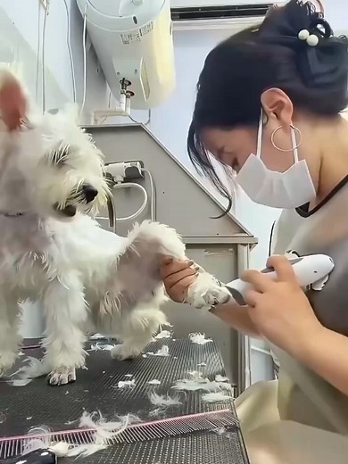 Easy Way to Cut Your Dog's Nails (No More Fear!)