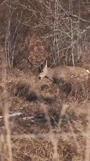 2.7K views · 65 reactions | Fall is near. #UAHunt #Outdoors #WhitetailDeer #Fall #HuntingSeason #Hunting | Under Armour Outdoor | Facebook