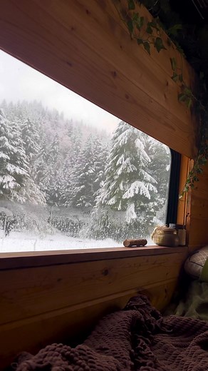 TreeHouseBus on TikTok