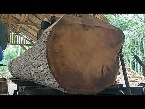 Large and long giant redwood logs full of dense fibers in the sawmill