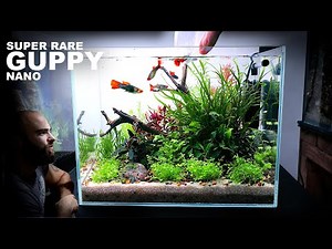 Super Rare Guppy: Koi Tuxedo Nano Planted Aquarium Aquascape Tutorial