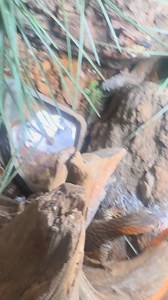 My Ackie Monitor lizards hunting down crickets 聯 | Chase Dudley | Facebook