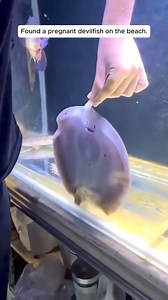 21K views · 215 reactions | Found a pregnant devilfish on the beach | الرمادي الجيل الجديد | Facebook