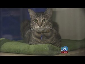 Norfolk animal center gives adoption deals