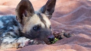 1.6K views · 183 reactions | WILD DOG UPDATE | With three adults -...