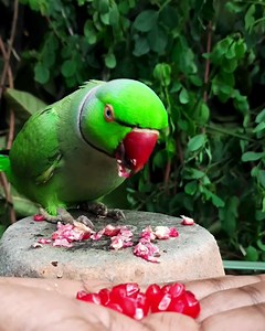 1K views · 47 reactions | Parrot Eating Fruit #parrot #wildlife #parrots #nature #birds #vlog #wild #wildlifephotography | Chandu Dot Com | Facebook