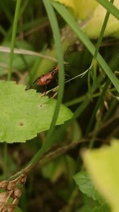 Macro Footage Assassin Bug Nymphs Reduviidae Stock Footage Video (100% Royalty-free) 3996549897 | Shutterstock