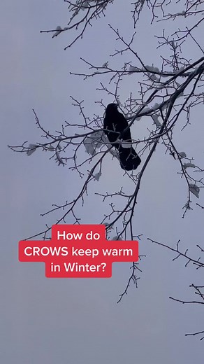How do crows keep warm in winter? (This may also apply to other birds) #crowtok #crowfacts #birdfacts #winter #survival #wildlife #corvidlove #corvids #crows #warmth #biologicadaptations #crowsoftiktok #adaptations #nature